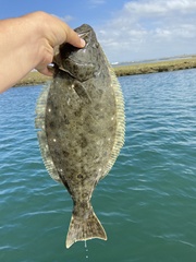 Paralichthys californicus