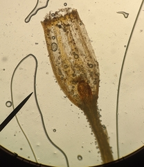 Orthotrichum consimile