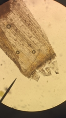 Orthotrichum consimile