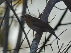 Euphagus