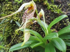 Masdevallia picturata