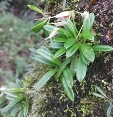 Masdevallia picturata