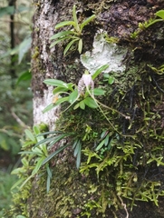 Masdevallia picturata