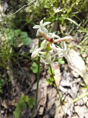 Pimelea linifolia