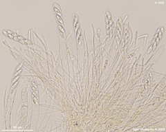 Calycina confluens