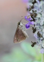 Euphyes vestris