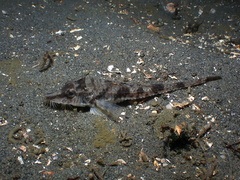 Podothecus accipenserinus