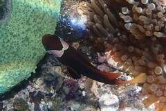 Amphiprion melanopus