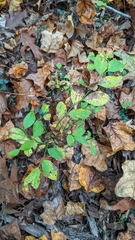 Vaccinioideae