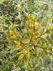 Rhododendron rubropilosum
