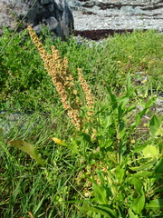 Rumex pallidus