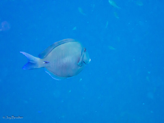 Acanthurus chirurgus