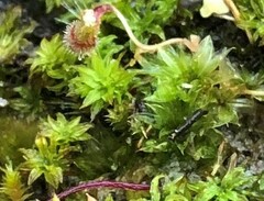 Rosulabryum