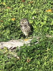 Athene cunicularia floridana