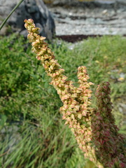 Rumex pallidus