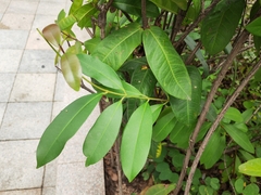 Syzygium cumini