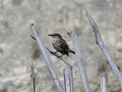 Campylorhynchus jocosus