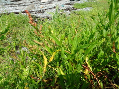 Rumex pallidus
