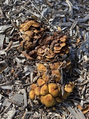 Armillaria luteobubalina