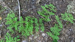 Osmunda spectabilis