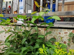 Syzygium cumini