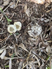 Ileodictyon cibarium