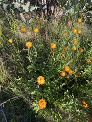 Xerochrysum subundulatum