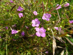 Agalinis neoscotica