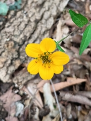 Sclerocarpus uniserialis