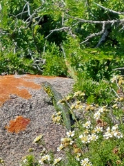 Liolaemus zapallarensis