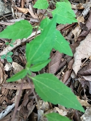 Sclerocarpus uniserialis