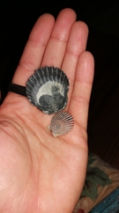 Argopecten irradians concentricus