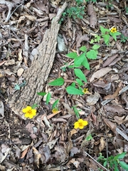 Sclerocarpus uniserialis