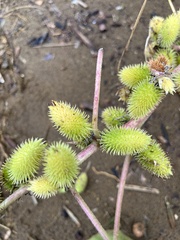 Xanthium strumarium