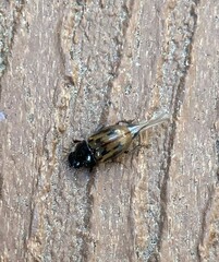 Chilothorax distinctus