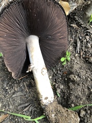 Agaricus hondensis
