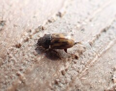 Chilothorax distinctus