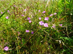 Agalinis neoscotica
