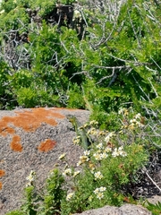 Liolaemus zapallarensis