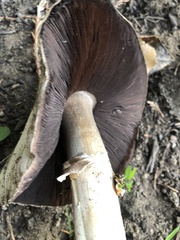 Agaricus hondensis