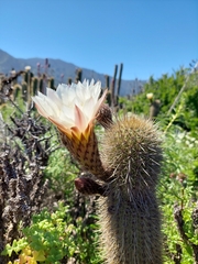 Trichocereus chiloensis
