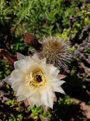 Trichocereus chiloensis