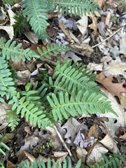Polypodium