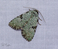 Leuconycta diphteroides