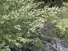 Eupatorium compositifolium