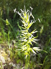 Anthoxanthum aristatum