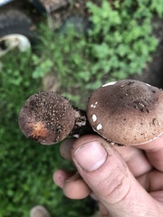 Tricholoma fracticum