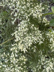 Eupatorium compositifolium