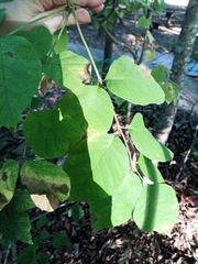 Fraxinus biltmoreana