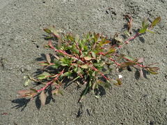 Polygonum fowleri